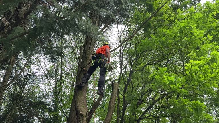 How Our Tree Care Process Works  in  Lincolndale, NY